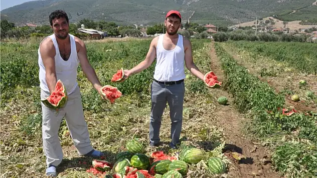 Karpuz tarlada Çiftçi isyanda!