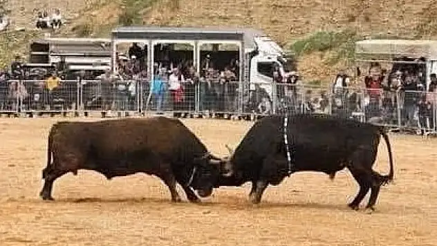 Kemalpaşa Boğa Güreşi Festivali 3 Mayıs'ta