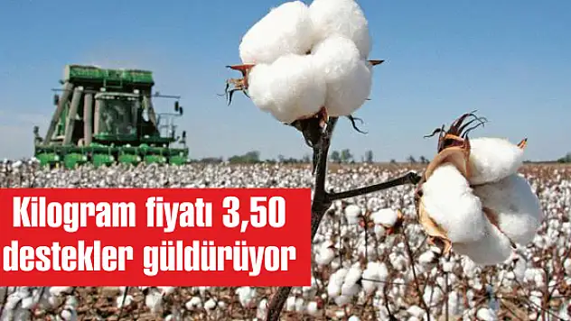 Kilogram fiyatı 3,50 destekler güldürüyor