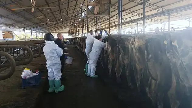 KİRAZ'DA HAYVAN SAĞLIĞI İÇİN RUTİN KAN NUMUNESİ ALIMI YAPILDI