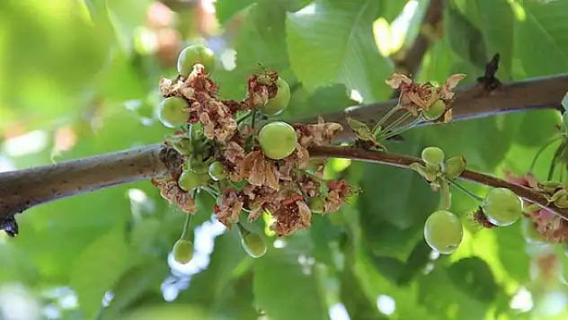 Kiraz, tezgah için gün sayıyor