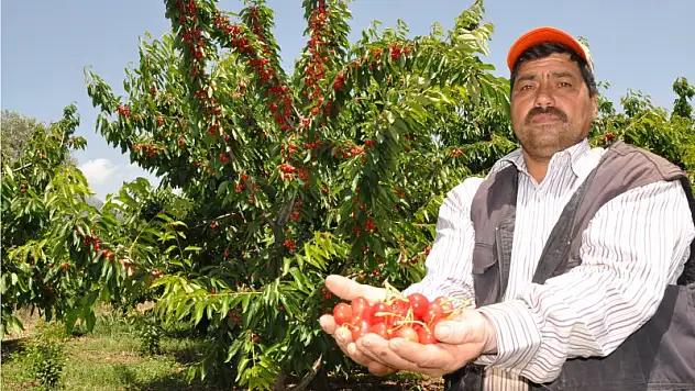 Kirazın merkezi hasat için hazır