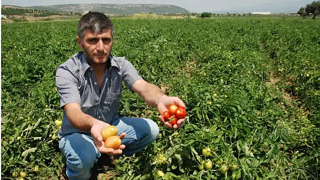 Kırmızı altın kızarıyor