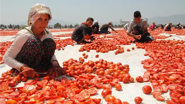 Kırmızı devrim üreticisine 105 milyon lira kazandırdı