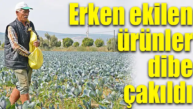 Kış mahsulleri bekleneni vermedi