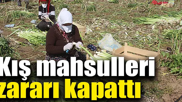 Kış mahsulleri zararı kapattı