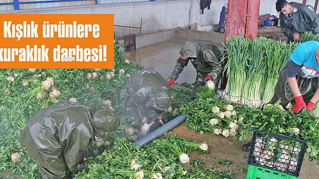 Kışlık ürünlere kuraklık darbesi!