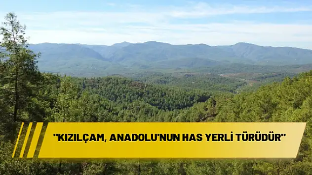 “Kızılçam, Anadolu’nun has yerli türüdür”