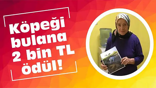 Köpeği bulana 2 bin TL ödül!