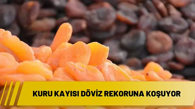 Kuru kayısı döviz rekoruna koşuyor