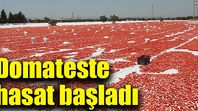 Kurutulmak üzere arazilere serildi