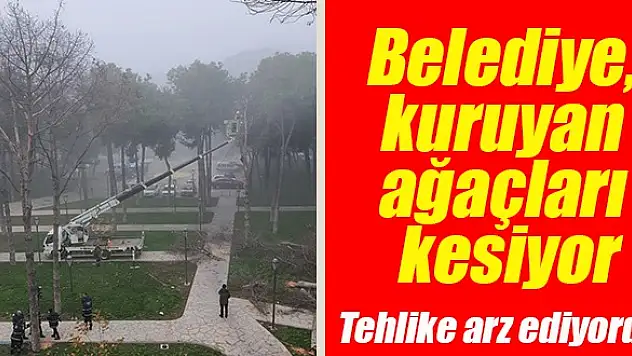 Kuruyan ağaçların yerine yenisi dikilecek