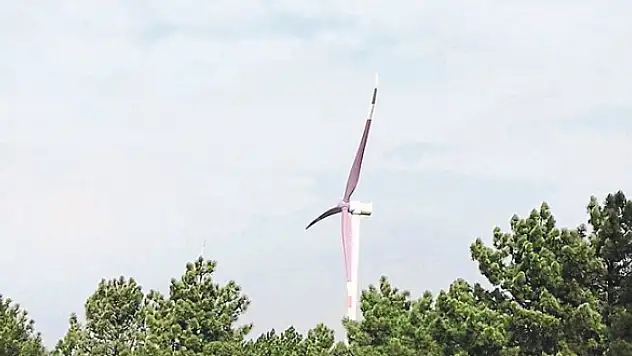 Kuşlar ölmesin diye kanatları mora boyadılar