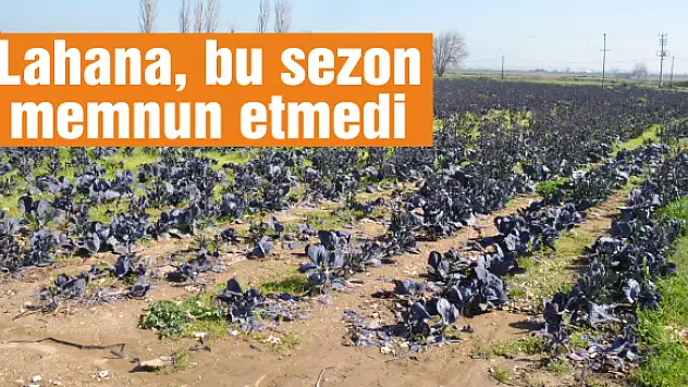 Mahsul tarlada kaldı