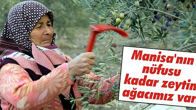 Manisa'nın nüfusu kadar zeytin ağacımız var