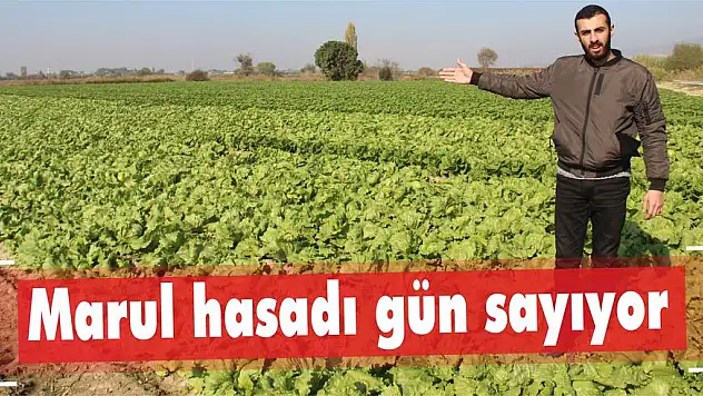 Marul hasadı gün sayıyor