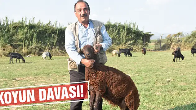 'Mevlit yapacağız' diyerek 11 koyunu alıp kaçtılar