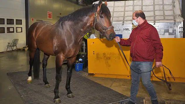 MİLYON DOLARLIK AT TORBALI'DA AŞIM HİZMETİ VERECEK