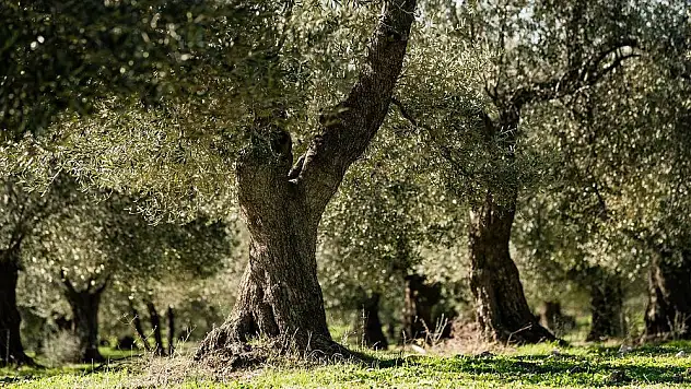 O zeytinlikler sahipsiz kaldı