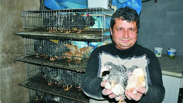 Organik tavuk kapida