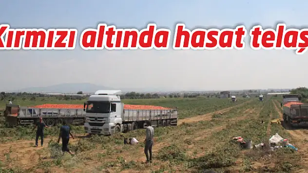 Ovada domates telaşı