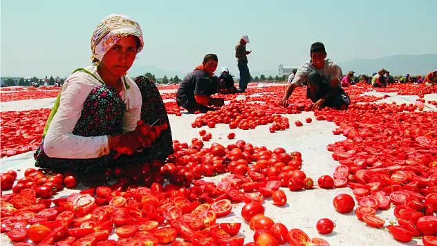 Ovada yetisti, dünya aldi