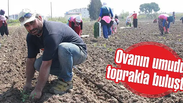 Ovanın umudu toprakla buluştu