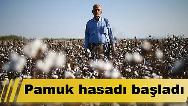 Pamuk hasadı başladı