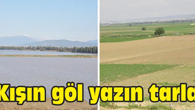 Pamuk ve mısır ekiliyor