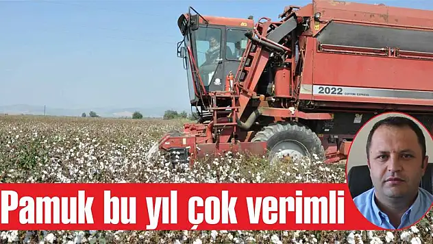 Pamuk bu yıl çok verimli