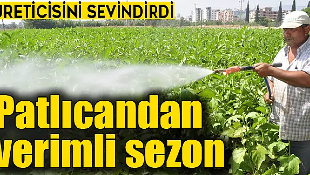 Patlıcan hasadı sona eriyor
