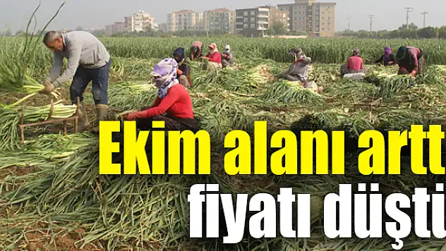 Pırasa üreticiyi memnun ediyor