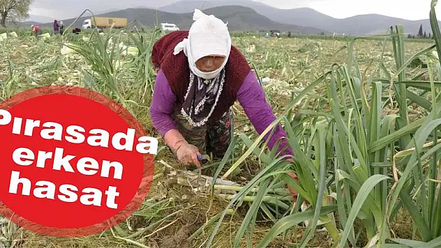 Pırasada erken hasat