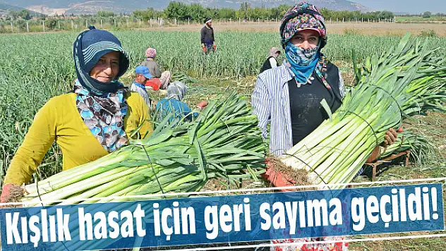 Pırasada ilk verim alındı