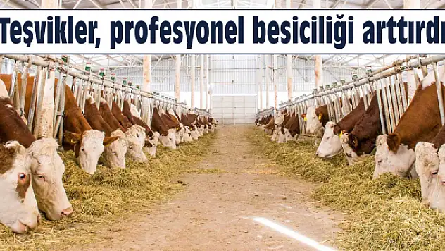 Profesyonel besicilik revaçta