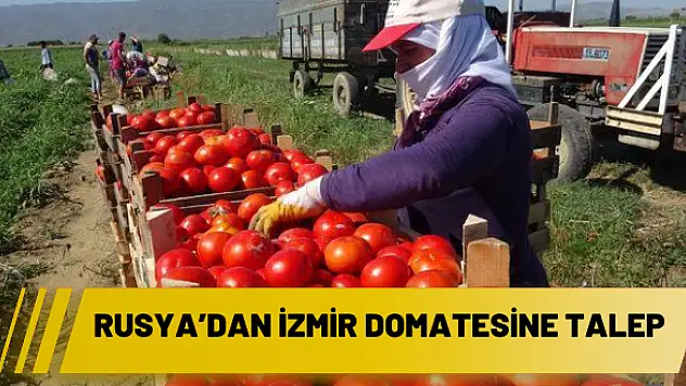 Rusya'dan İzmir domatesine talep