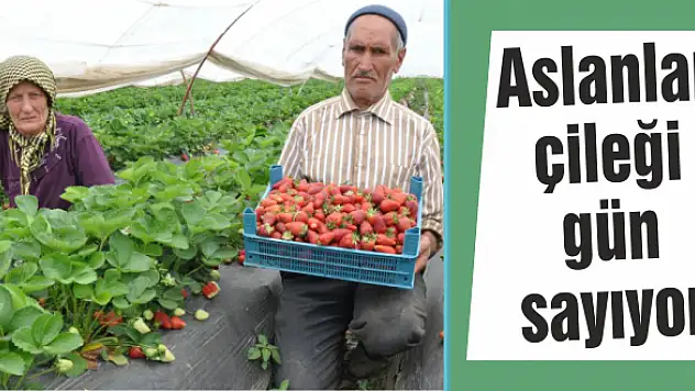 Sadece Aslanlar'da yetişiyor