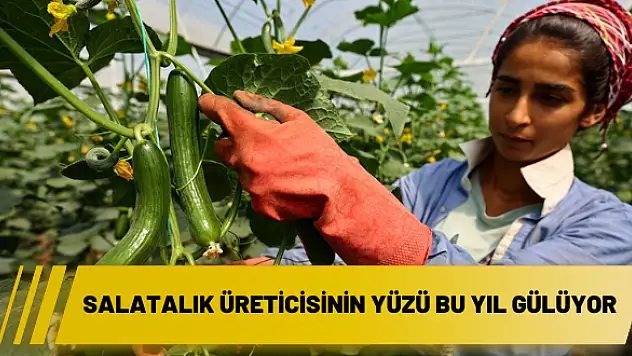 Salatalık üreticisinin yüzü bu yıl gülüyor