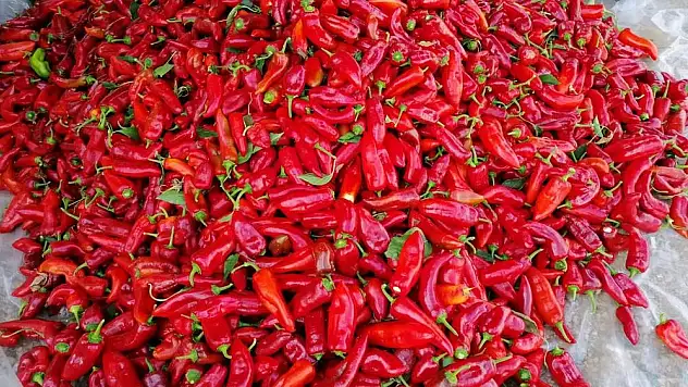 Salçalığın fiyatı düştü