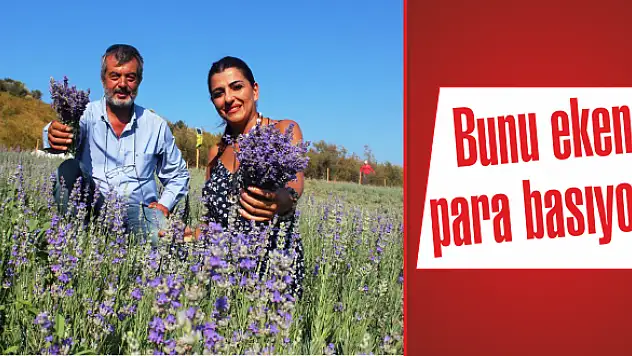 Sapı, Çiçeği, Tohumu kıymetli