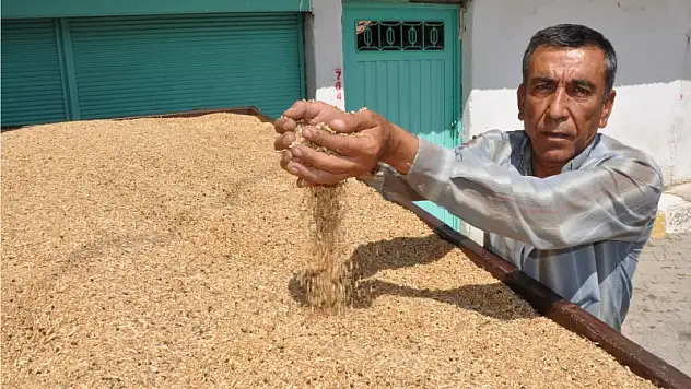 Sarı altın toplanıyor