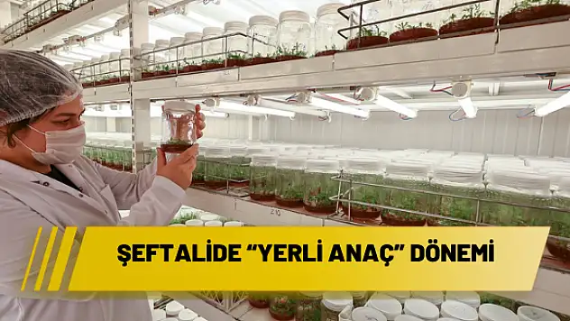 Şeftalide 'yerli anaç' dönemi