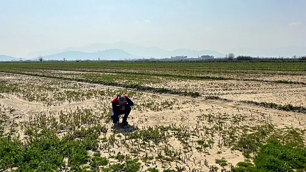 Sel suları tarımı vurdu: Torbalı'da hasar belirleme çalışmaları başladı