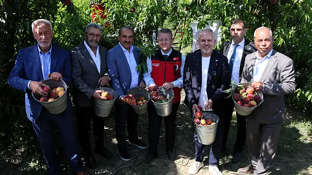 Selçuk'ta şeftali hasadı başladı: Hedef 250 milyon dolar