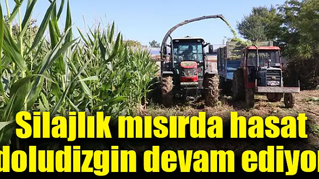 Silajlık mısırda hasat doludizgin devam ediyor
