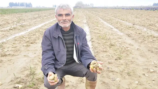 Şimdi sıra Patateste!