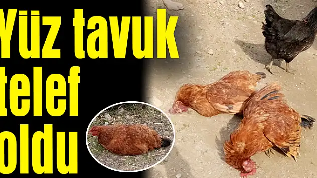 Soğuk hava kümes hayvanları hasta etti