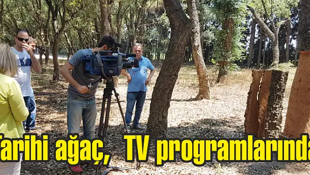 Tarihi ağaç, TV programlarında