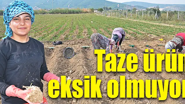 Tarım arazileri boş kalmıyor