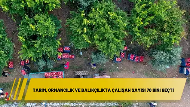 Tarım, ormancılık ve balıkçılıkta çalışan sayısı 70 bini geçti